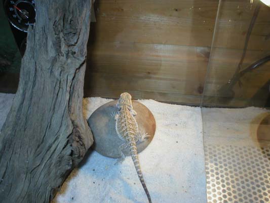 Bearded dragon