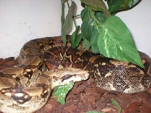 Boa constrictor