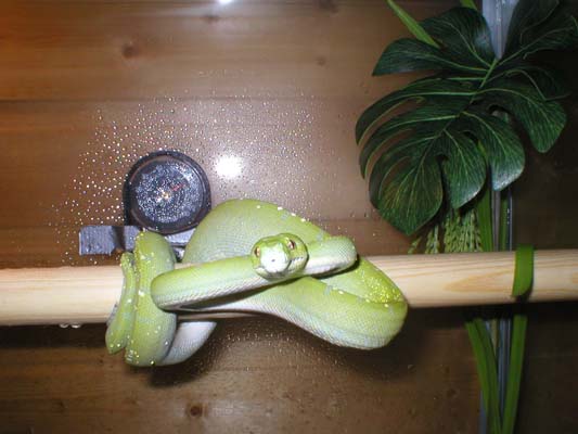 GTP