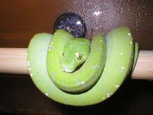 GTP