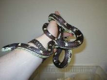 California kingsnake