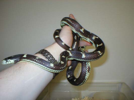 California kingsnake