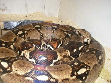 Boa constrictor