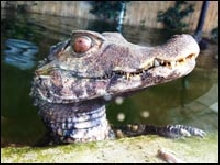 Austin Aquarium - Things To Do With Family In Austin