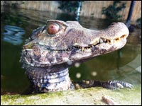 Austin Aquarium - Things To Do With Family In Austin