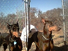 female dobermans