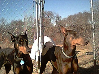 female dobermans