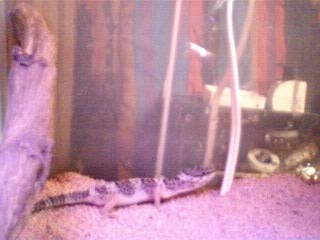 Bitsy