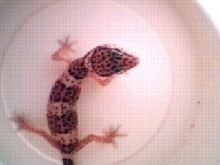 Bitsy Baby