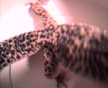 Buddys tail