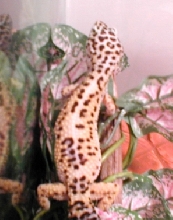Skyla