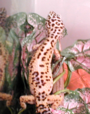 Skyla