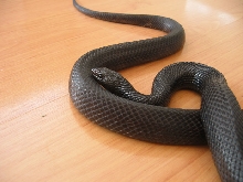 Luther