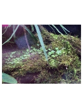 fern babies