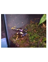 male tinc