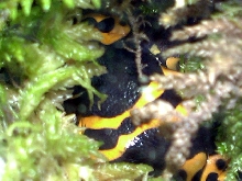 Cute photo of a hiding frog