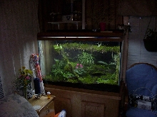 Here is my Dart Tank as of now