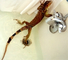 Oh crap, he's figured out how to get out of the tub