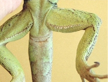 Boy Iguana- Definately!