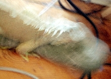 Sock Shake
