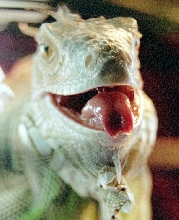 Super big tongue!