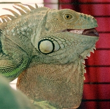 Big Tongue