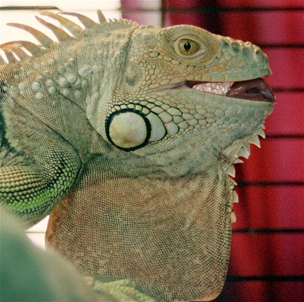 Big Tongue