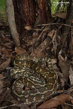 Papuan Carpet Python, Morelia spilota