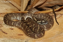 Papuan Carpet Python, Morelia spilota