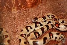 L. mexcampb