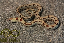 L. mexcampb