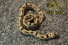 L. mexcampb