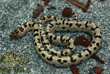 L. mexcampb