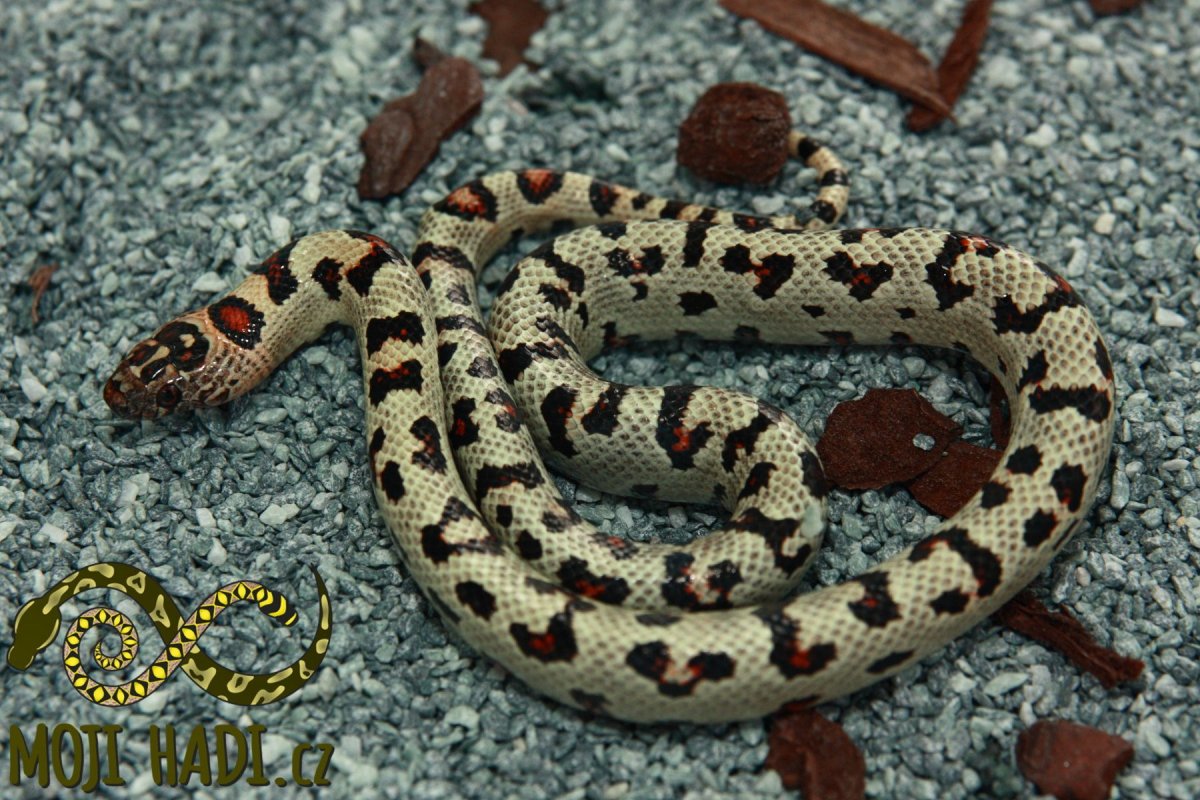 L. mexcampb
