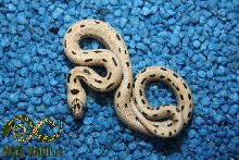 L. mexcampb