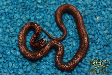 Blotched Kingsnake