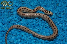 l. leonis