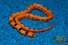 L. mexcampb