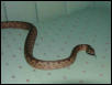 Solomon Island ground Boa