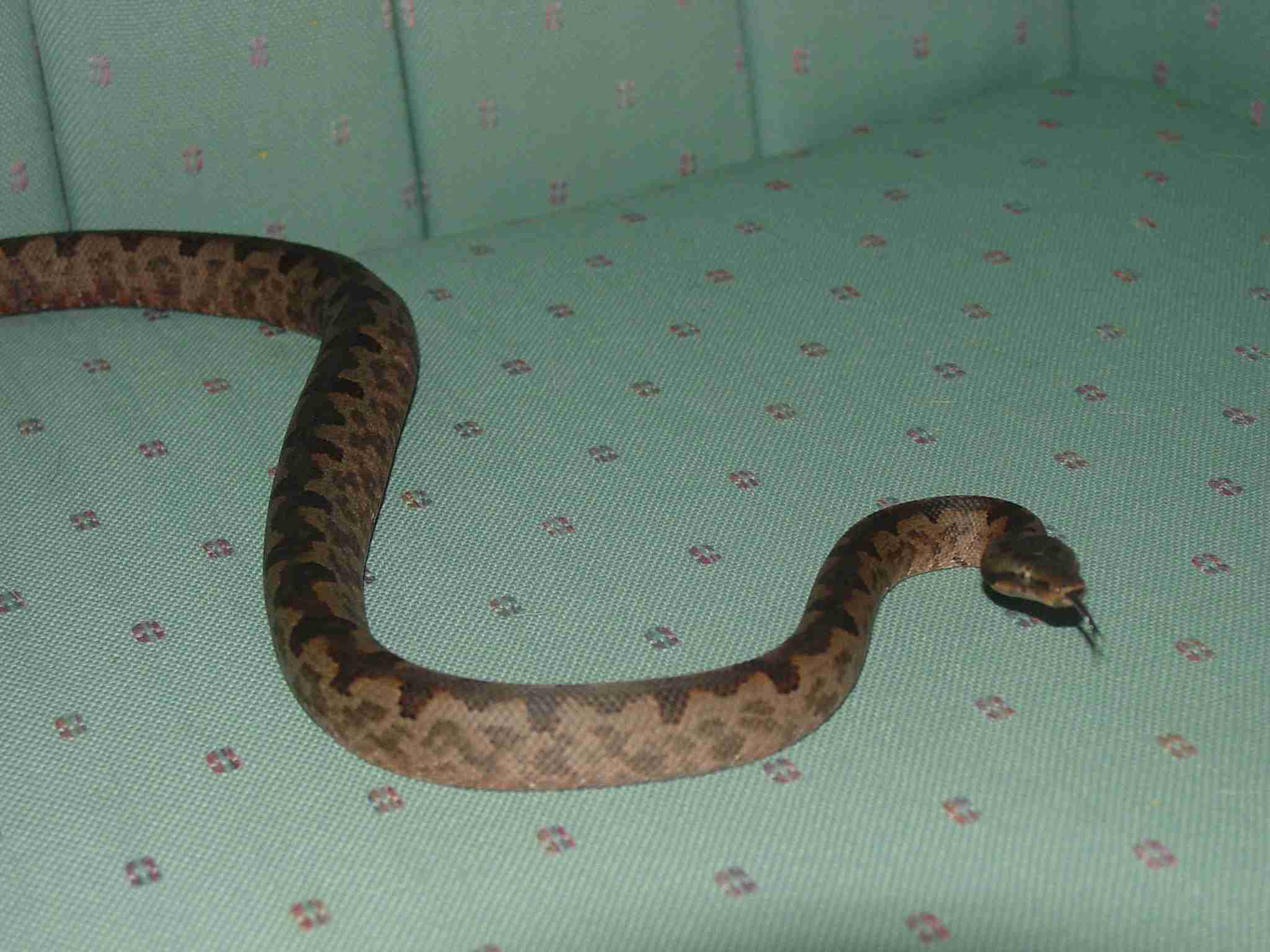 Solomon Island ground Boa