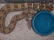 Delilah... Red Tail Columbian Boa High Gold