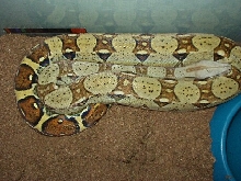 Delilah 3