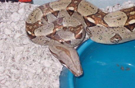Delilah High Gold Red tail columbian Boa