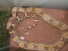 Delilah