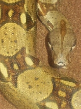 Red Tail Columbian Boa High  Gold