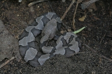 Baby copperhead