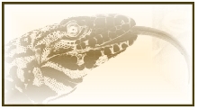 tegu art 2
