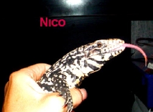 nico