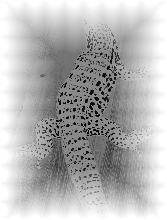 tegu art 1