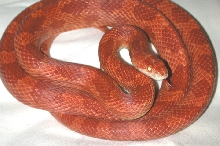 Adult male sunglow